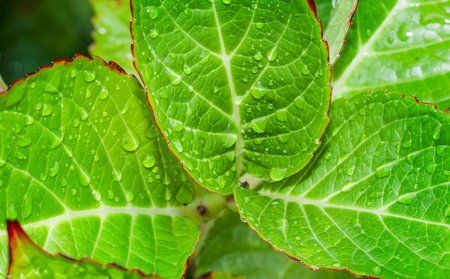 Close up photograph of a set of green leaves in spring with fresh drops of water on them, with...
