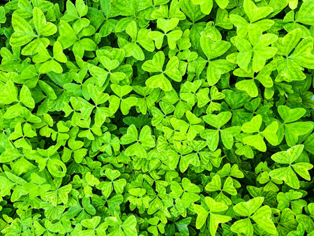 Close-up of clover leaves in bright green tones in springtime