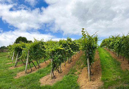 Vineyard field with blue sky and white clouds in the region of Ribera del Duero In Castilla.の写真素材