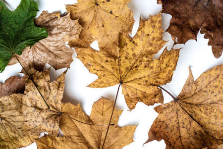 Lot of natural colorful autumn leaves on white backgroundの写真素材