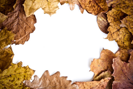 Natural colorful autumn leaves frame on white background