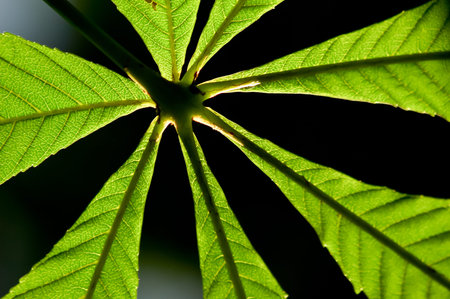 Bright green spring chestnut leaves in backlit