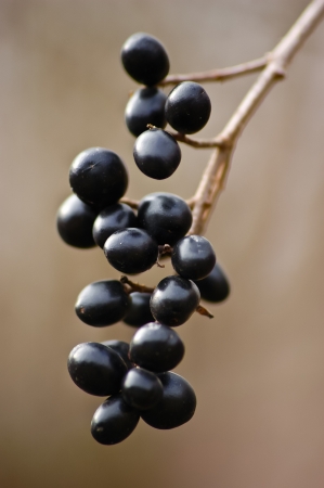 Black alder buckthorn  Frangula alnus  berries on a sunny autumn dayの写真素材