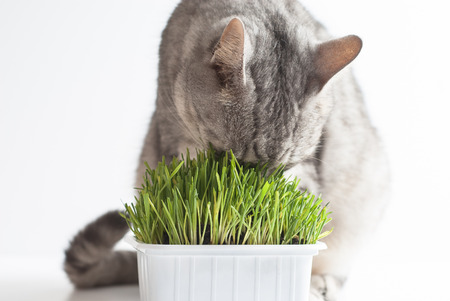 Adult young gray cat sitting and eating fresh green grass on white backgroundの写真素材
