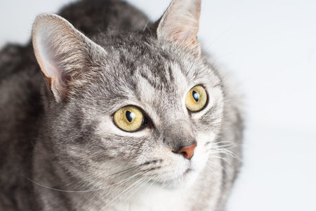 Adult gray close up from above view portrait sitting and pay attention taking up his head on white...