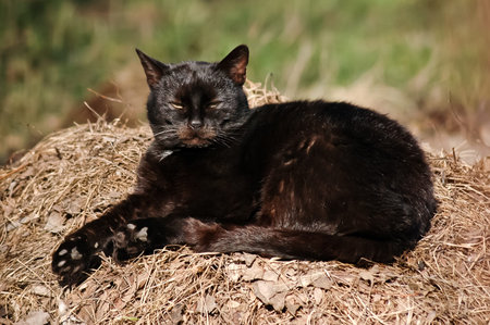 Black cat lying on a heap of litter and enjoy the last autum warm sunshineの写真素材