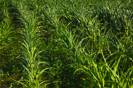 Fresh green tender corn plantation