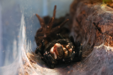 Big black tarantula molt in the nestの写真素材