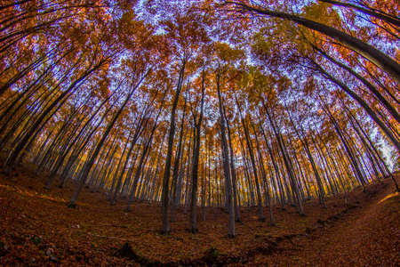 Forest slamの写真素材