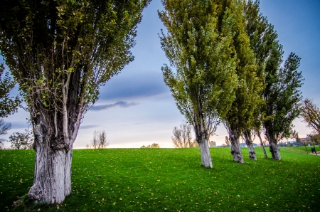 large tree and blue skyの写真素材
