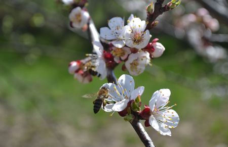 The bee is flying to the cherry flower の写真素材