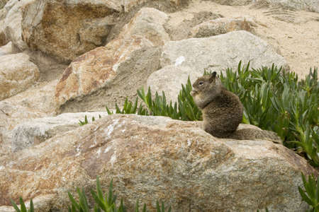Squirrel eating on a rock in a beachの写真素材