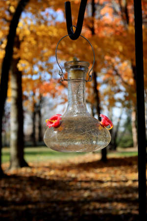 birdfeeder in fallの写真素材