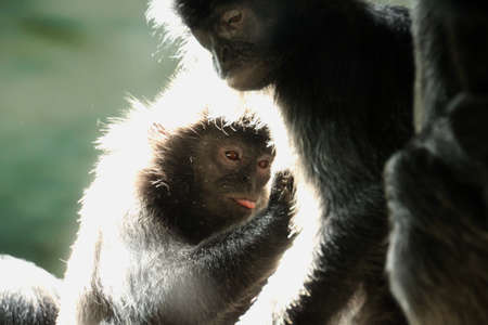 Mom and baby monkey cuddlingの写真素材
