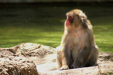 monkey thinking and staringの写真素材