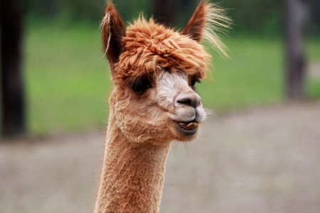 alpaca with buck teethの写真素材