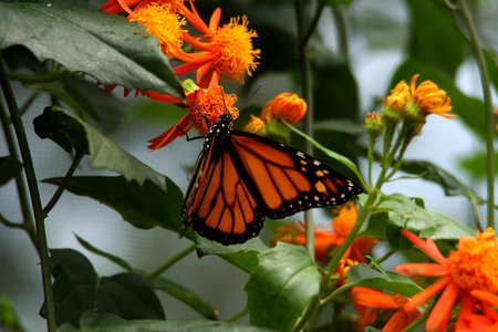 butterfly in summer