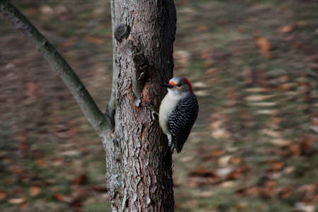 woodpecker on a tree in fallの写真素材