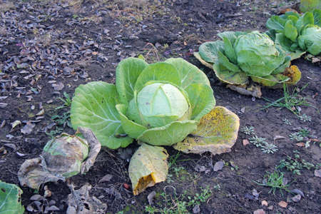 Big organic cabbage head in vegetable gardenの写真素材