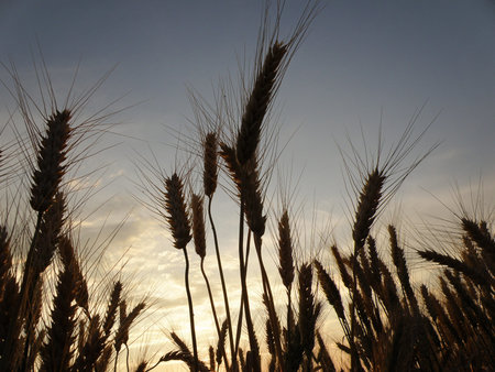 Beautiful wheat field at sunset