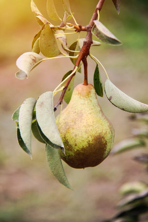 William pear on tree branch in sunshine