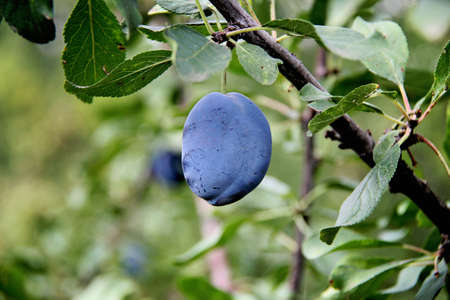 Beautiful Plum Brunchの写真素材