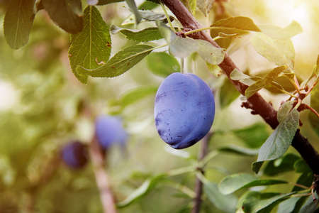 Beautiful Plum on the Treeの写真素材
