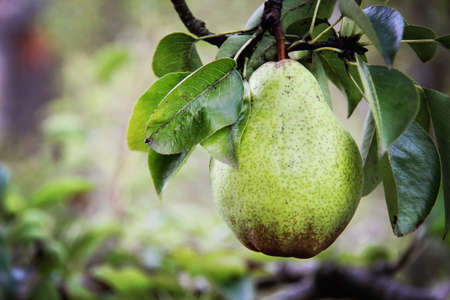 William pear on treeの写真素材