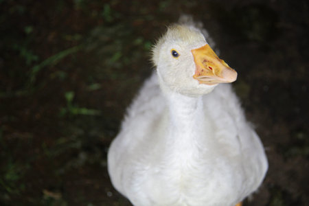 Young White Goose Face Close Upの写真素材