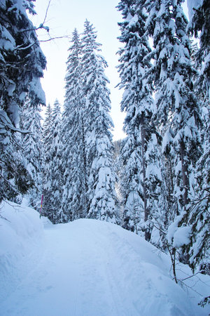 Winter at the Pine Forest or Spruce Woods at the Mountains with Snow