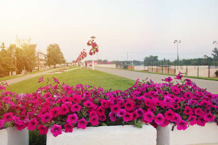 Nice Flowers in Novi Becej, Serbiaのeditorial素材