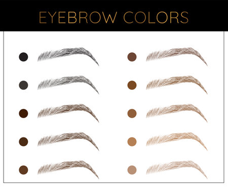 Elegant Eyebrow Colors Chart Illustration with Brow Shadesのイラスト素材
