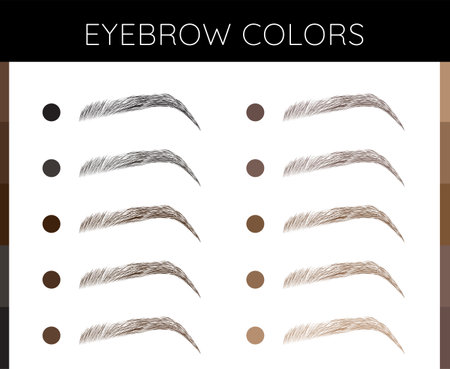 Eyebrows Colors Chart Illustrationのイラスト素材