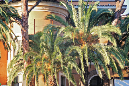 Palm Trees in Rome, Italyの写真素材