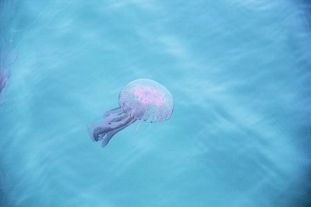 Pink Jellyfish in Seaの写真素材