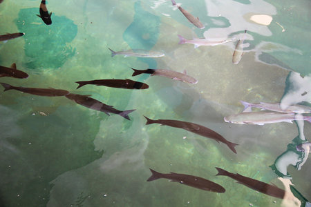 Beautiful Big Fish Swimming in Sea Waterの写真素材