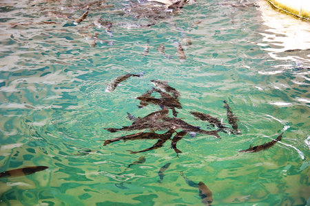 Fish Swimming in Nice Blue Sea Water