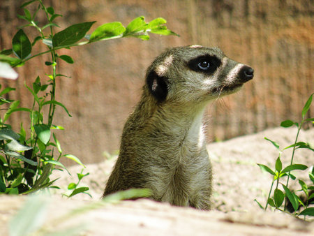 Meerkat Face or Suricata Mongoose Close Upの写真素材