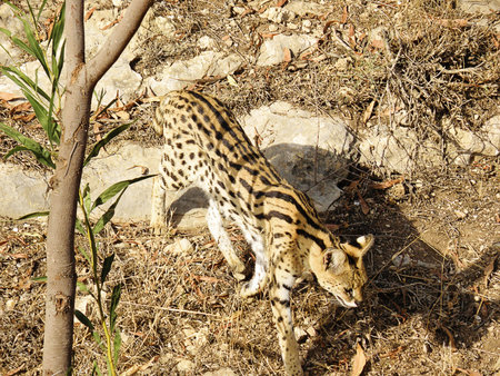 Serval Wild Big Cat Walking in the Nature
