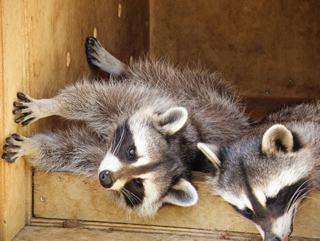 Cute Raccoons Sleepingの写真素材