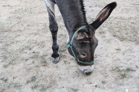Donkey Eating in the Meadow Closeupの写真素材