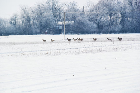 Nice Running Roe Deer Herd in Snowy Winter Landscapeの写真素材