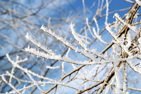 Tree Branches with Hoarfrost Beautiful Winter Close Up Detailsの写真素材