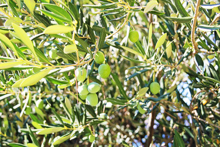 Olives Green Close Up on an Olive Tree Branch with Leaves Outdoorsの写真素材