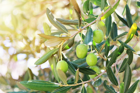 Olive Fruit on an Olive Tree Branch Outdoors with Sunshinesの写真素材
