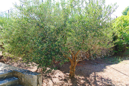 Jelsa, Croatia - August 25 2025: One Olive Tree in Summerの写真素材