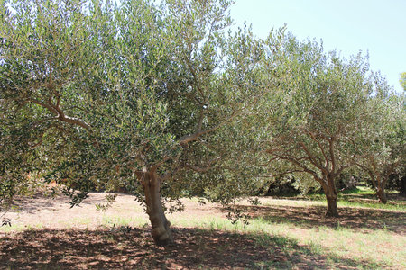 Jelsa, Croatia - August 25 2025: Nice Olive Trees in the Plantation Field Outdoorsの写真素材