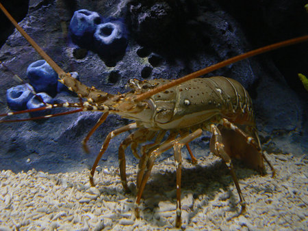 Live Lobster in Aquarium