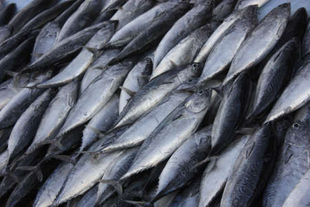 Fish for sale at a fish marketの写真素材