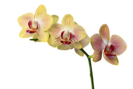 Yellow Moth orchids isolated on white backgroundの写真素材